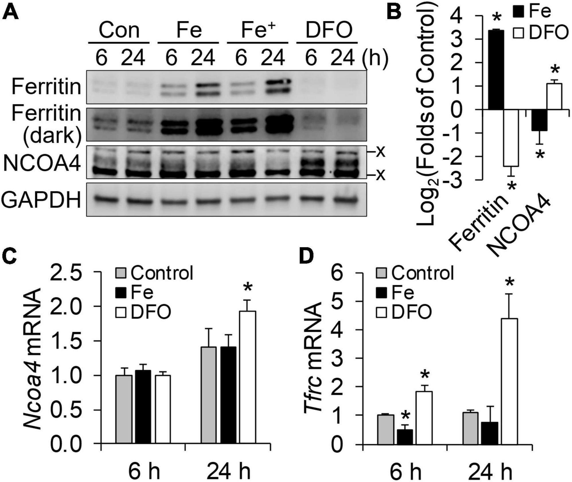 Quantitative omics analyses of NCOA4 deficiency reveal an integral role of ferritinophagy in iron homeostasis of hippocampal neuronal HT22 cells